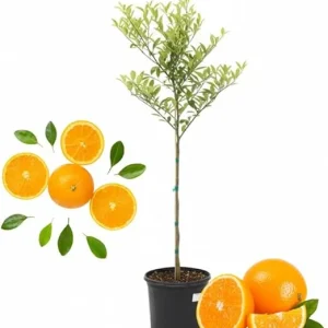 Valencia Orange Tree Live Plant, 4-5 ft Tall, 5 Gallon Pot, Sweet Citrus - Image 4