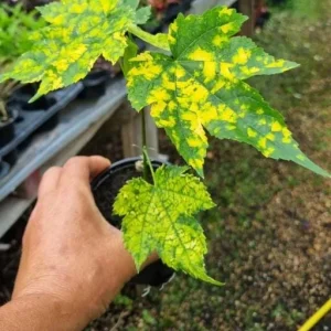 Variegated Apricot Abutilon Live Plant - Flowering Maple 5-8" Tall - Image 2