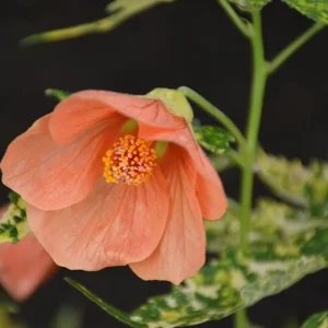 Variegated Apricot Abutilon Live Plant - Flowering Maple 5-8