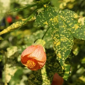 Variegated Apricot Abutilon Live Plant - Flowering Maple 5-8