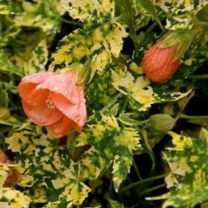 Variegated Apricot Abutilon Live Plant - Flowering Maple 5-8
