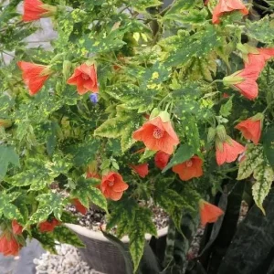 Variegated Apricot Abutilon Live Plant - Flowering Maple 5-8