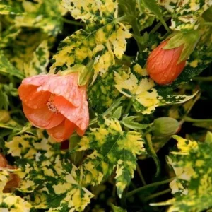 Variegated Apricot Abutilon Live Plant - Flowering Maple 5-8