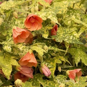 Variegated Apricot Abutilon Live Plant - Flowering Maple 5-8" Tall - Image 1