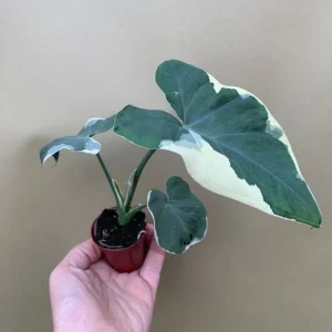 Variegated Colocasia Xanthosoma Live Plant – Mickey Mouse Elephant Ear Taro 5-9" Tall – Easy Grow - Image 2