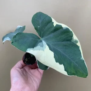 Variegated Colocasia Xanthosoma Live Plant – Mickey Mouse Elephant Ear Taro 5-9