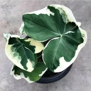 Variegated Colocasia Xanthosoma Live Plant – Mickey Mouse Elephant Ear Taro 5-9