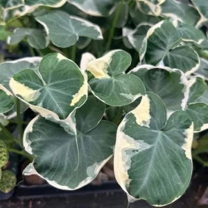 Variegated Colocasia Xanthosoma Live Plant – Mickey Mouse Elephant Ear Taro 5-9" Tall – Easy Grow - Image 1