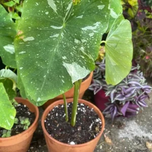 Variegated Ele Paio Colocasia Live Plant - Rare Elephant Ear Taro, 5-9