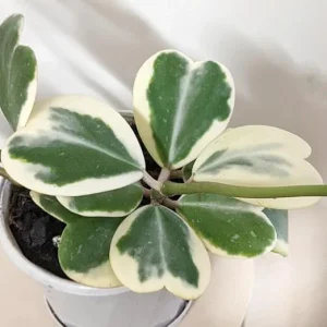 Variegated Heart Leaf Hoya Kerrii Live Plant – 4 Inch Pot – Indoor Houseplant - Image 3