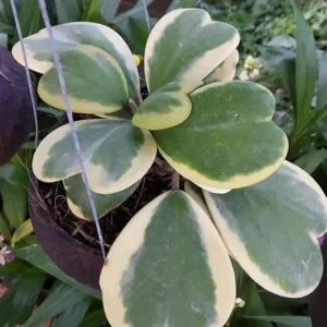Variegated Hoya Kerrii Heart Live Houseplant - 2 Inch Potted Indoor Plant - Image 6