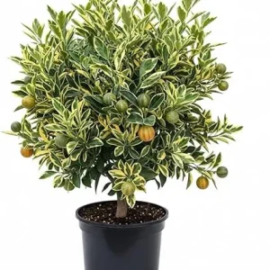 Variegated Kumquat Tree Live Plant - 3 Gallon Pot, Outdoor Citrus Fruit - Image 5