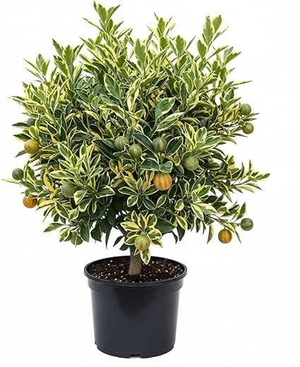 Variegated Kumquat Tree Live Plant - 3 Gallon Pot, Outdoor Citrus Fruit - Image 5