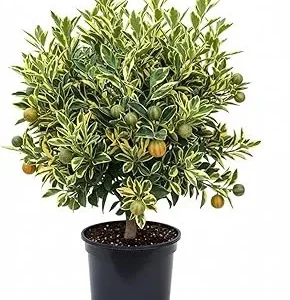 Variegated Kumquat Tree Live Plant - 3 Gallon Pot, Outdoor Citrus Fruit - Image 7