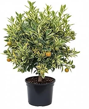 Variegated Kumquat Tree Live Plant - 3 Gallon Pot, Outdoor Citrus Fruit - Image 7