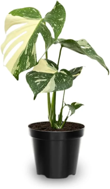 Variegated Monstera Live Plant 4-6 Inch - Split Leaf Houseplant Indoor - Image 1