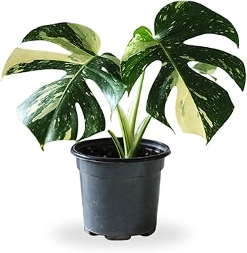 Variegated Monstera Live Plant – 4-6 Inch Starter Indoor Houseplant - Image 4