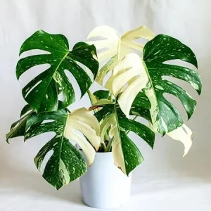 Variegated Monstera Live Plant 4-6 Inches Tall - Tropical Houseplant, Green & Cream Leaves, Indoor/Outdoor - Image 5