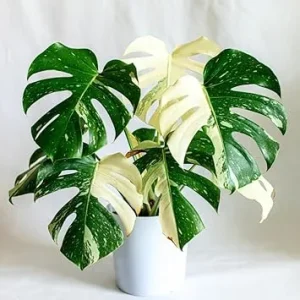 Variegated Monstera Live Plant 4-6 Inches Tall - Tropical Houseplant, Green & Cream Leaves, Indoor/Outdoor - Image 1