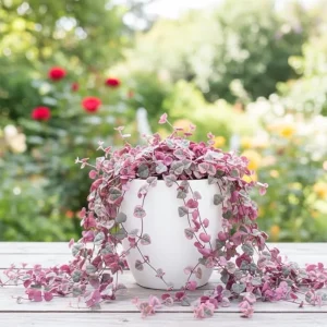 Variegated String of Hearts Live Plant - 4 Inch Potted Trailing Succulent for Indoors - Image 5