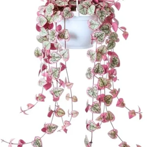 Variegated String of Hearts Live Plant - Ceropegia Woodii, 2.5" Pot Indoor Trailing Succulent - Image 2