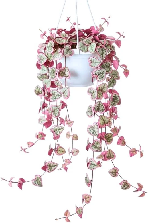 Variegated String of Hearts Live Plant - Ceropegia Woodii, 2.5" Pot Indoor Trailing Succulent - Image 2