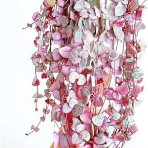 Variegated String of Hearts Live Plant, Ceropegia Woodii, Trailing Succulent, 2.5-inch Pot, Indoor - Image 2