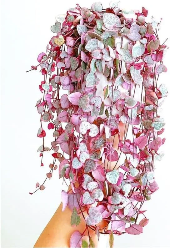 Variegated String of Hearts Live Plant, Ceropegia Woodii, Trailing Succulent, 2.5-inch Pot, Indoor - Image 3