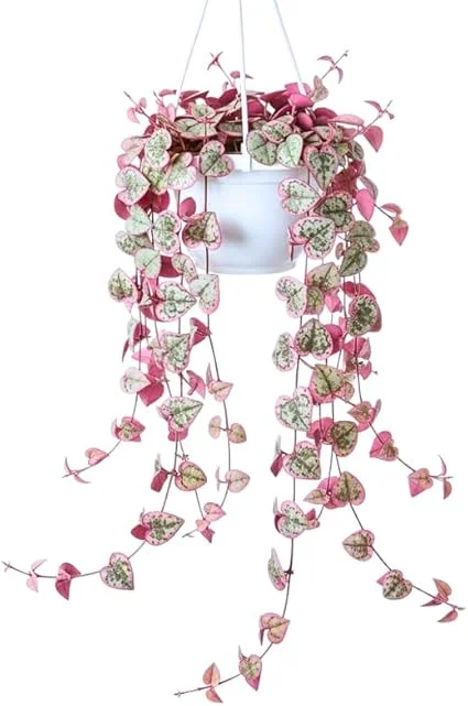 Variegated String of Hearts Live Plant - Ceropegia Woodii, 2.5" Pot Indoor Trailing Succulent - Image 5