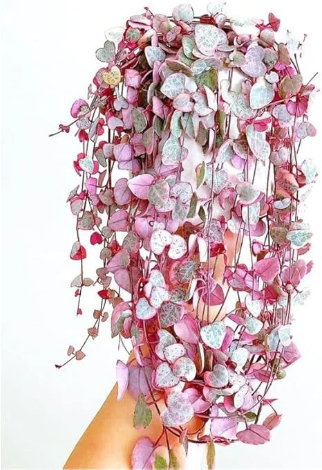 Variegated String of Hearts Live Plant, Ceropegia Woodii, Trailing Succulent, 2.5-inch Pot, Indoor - Image 1
