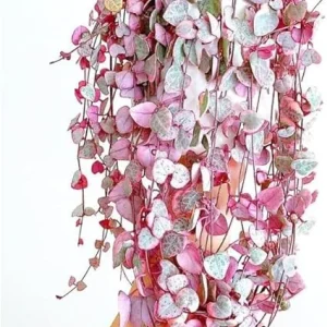 Variegated String of Hearts Live Plant, Ceropegia Woodii, Trailing Succulent, 2.5-inch Pot, Indoor - Image 6