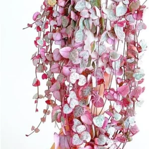 Variegated String of Hearts Live Plant, Ceropegia Woodii, Trailing Succulent, 2.5-inch Pot, Indoor - Image 7