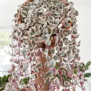 Variegated String of Hearts Live Plant, Pink, 2.5 Inch Pot, Indoor - Image 7