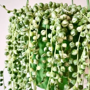 Variegated String of Pearls Live Plant - Trailing Succulent Vine, 4-inch Pot, Indoor - Image 7