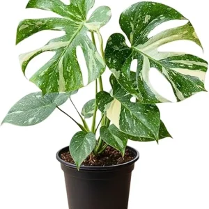 Variegated Thai Monstera Deliciosa Live Plant - 4-6 Inches Tall Indoor Houseplant - Image 5