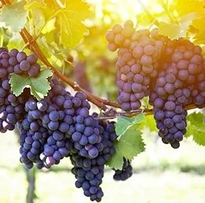 Venus Blue Black Seedless Grape Vine Live Plant - 2 Year Old, 2 Ft Tall, Outdoor - Image 2