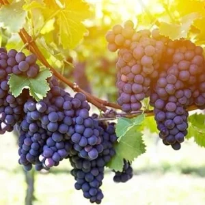 Venus Blue Black Seedless Grape Vine Live Plant - 2 Year Old, 2 Ft Tall, Outdoor - Image 4