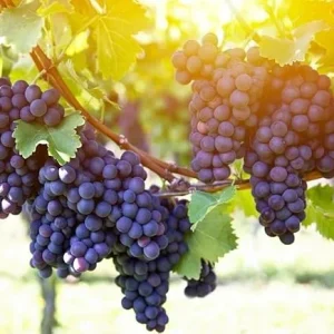 Venus Blue Black Seedless Grape Vine Live Plant - 2 Year Old, 2 Ft Tall, Outdoor - Image 7