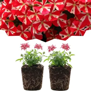 Verbena Live Plants, Perennial Flowers, Set of 2, Assorted, Outdoor - Image 6