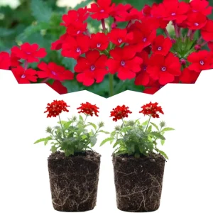 Verbena Live Plants, Perennial Flowers, Set of 2, Assorted, Outdoor - Image 1
