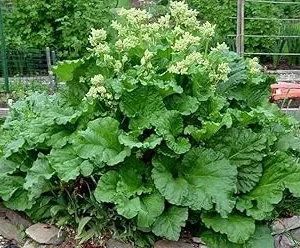 Victoria Rhubarb Live Plant – Hardy Perennial Bush – 3-5 Inch Tall Starter – Outdoor - Image 2