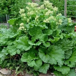 Victoria Rhubarb Live Plant – Hardy Perennial Bush – 3-5 Inch Tall Starter – Outdoor - Image 7