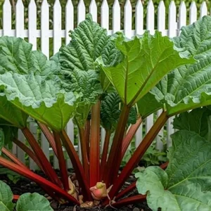 Victoria Rhubarb Starter Plants – 2 Hardy Giant Perennial Bush – 3-5 Inch Tall – Outdoor - Image 3