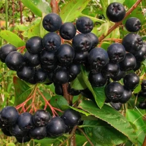Viking Chokeberry Live Plant – Aronia Shrub Bush 6-12 Inches Tall – Outdoor Edible Berries - Image 2