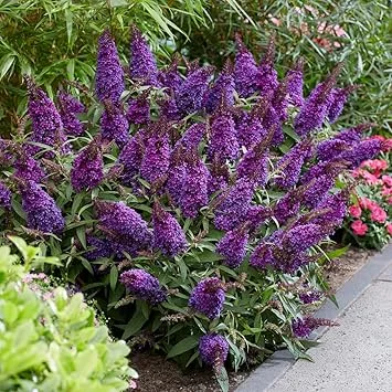 Violet Purple Butterfly Bush Live Plant Shrub - 5-10 Inches Tall - Image 2