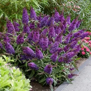 Violet Purple Butterfly Bush Live Plant Shrub - 5-10 Inches Tall - Image 5