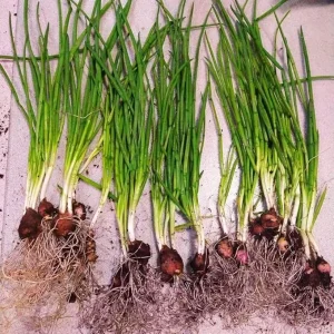 Walking Onion Plants Live - 3 Count, 5-10 Inches Tall, Well Rooted, Outdoor - Image 1