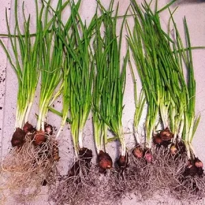 Walking Onion Plants Live - 3 Count, 5-10 Inches Tall, Well Rooted, Outdoor - Image 7