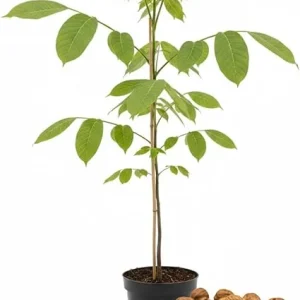 Walnut Tree Live Plant 1-3 Ft Tall - Fast Growing Nut Tree for Outdoor Gardens - Image 3