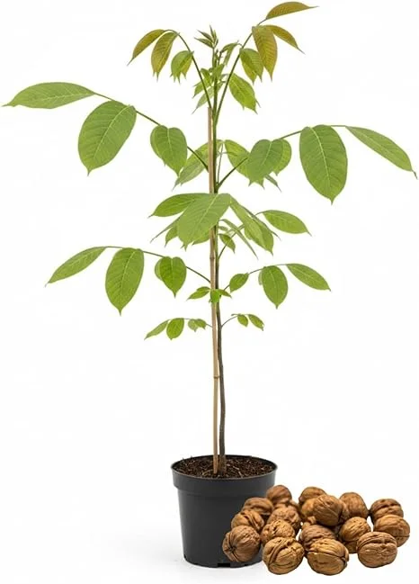 Walnut Tree Live Plant 1-3 Ft Tall - Fast Growing Nut Tree for Outdoor Gardens - Image 5